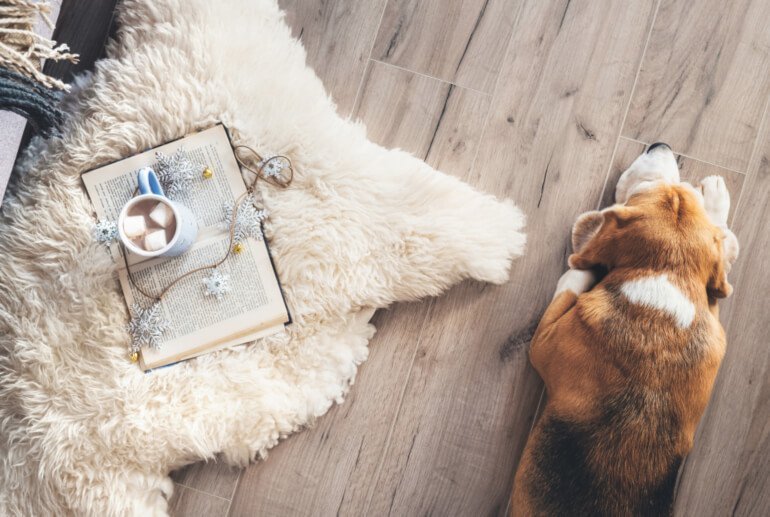 Nahaufnahme Fußboden mit Hund und Buch