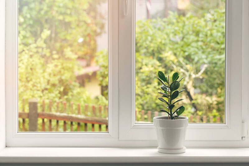 Fenster mit Pflanze