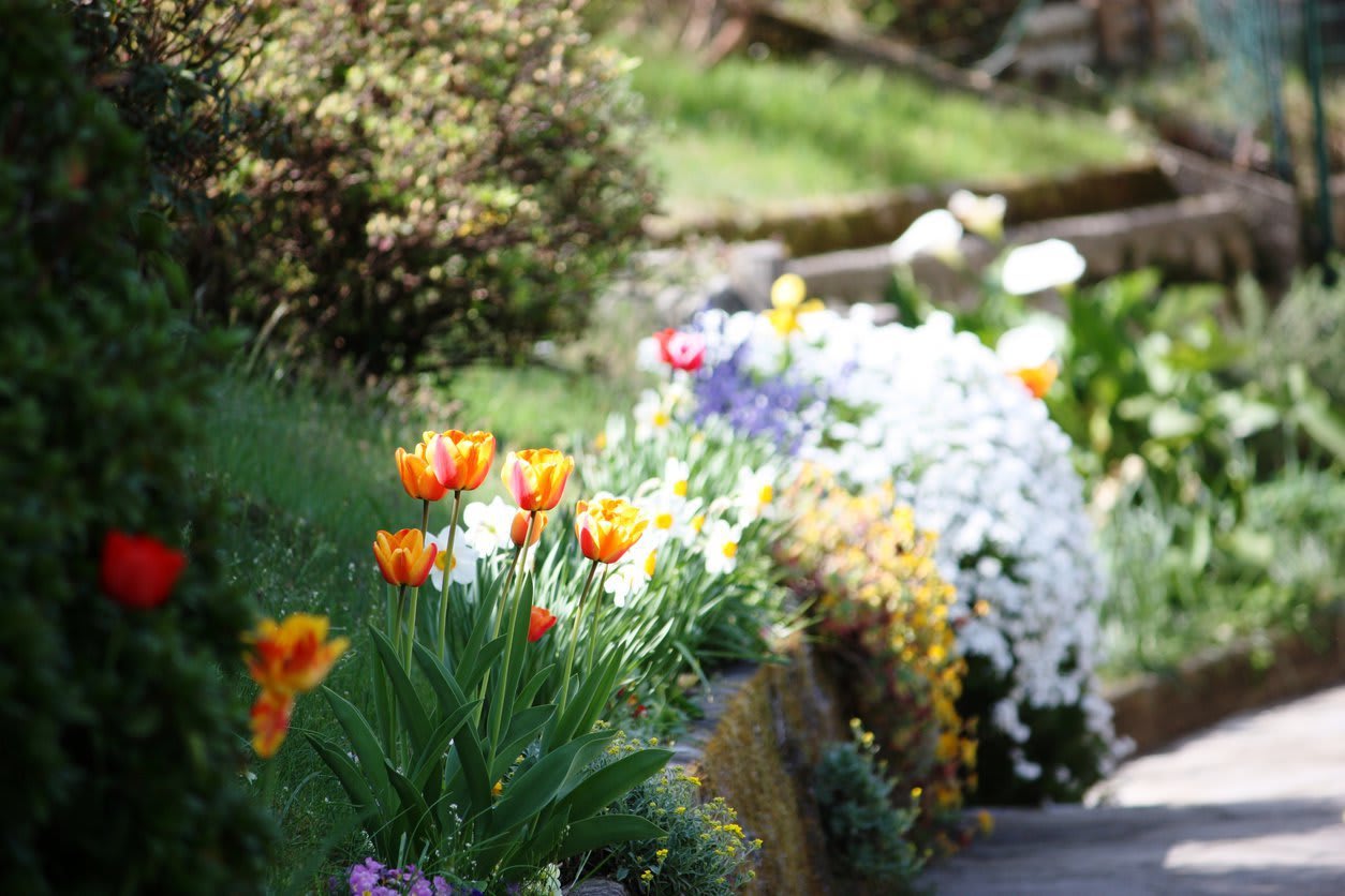 Tulpen und Narzissen als Blumen im Garten