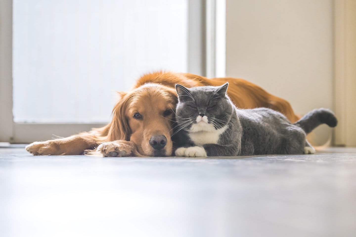 Das Bild zeigt einen Hund und eine Katze, die aneinander gekuschelt auf dem Boden liegen. 