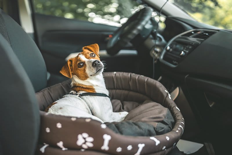 Das Bild zeigt einen kleinen Hund, der auf dem Vordersitz des Autos in seinem Hundekörbchen sitzt.
