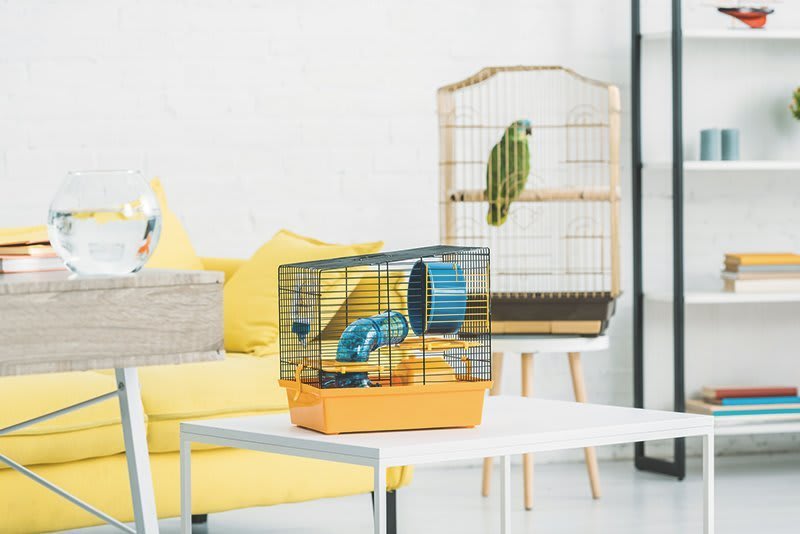 Das Bild zeigt ein fast leeres Wohnzimmer mit einem Hamsterkäfig und einem Vogelkäfig mit einem grünen Papagei auf Tischen. 