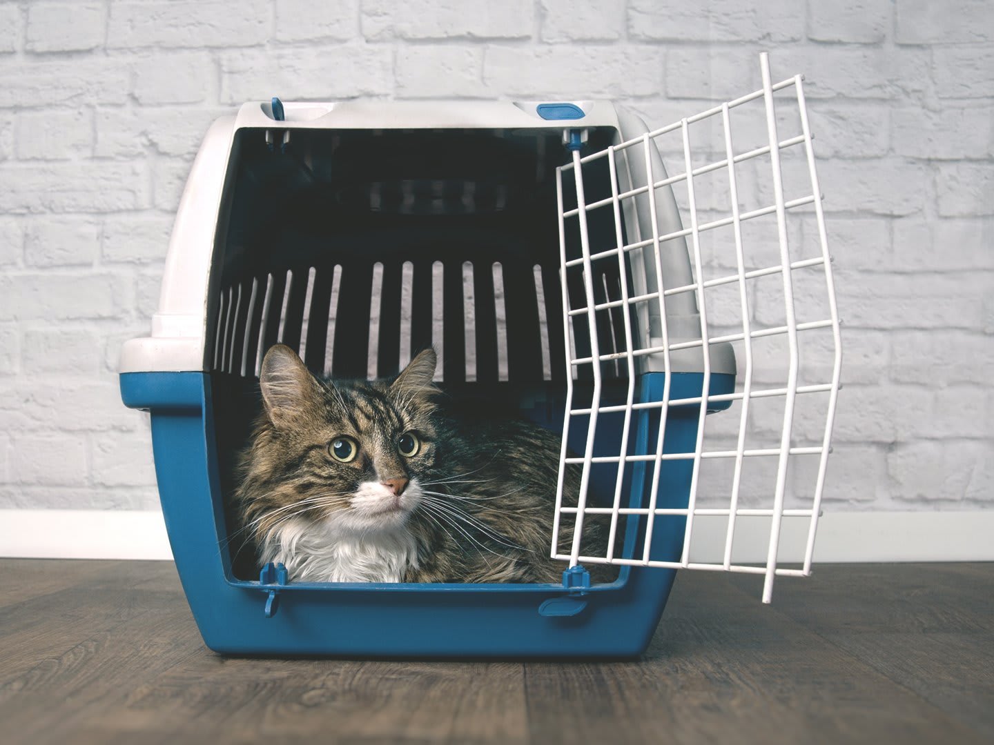 Das Bild zeigt eine Katze in einer blau-weißen Transportbox, die geöffnet ist und auf dem Boden steht. 