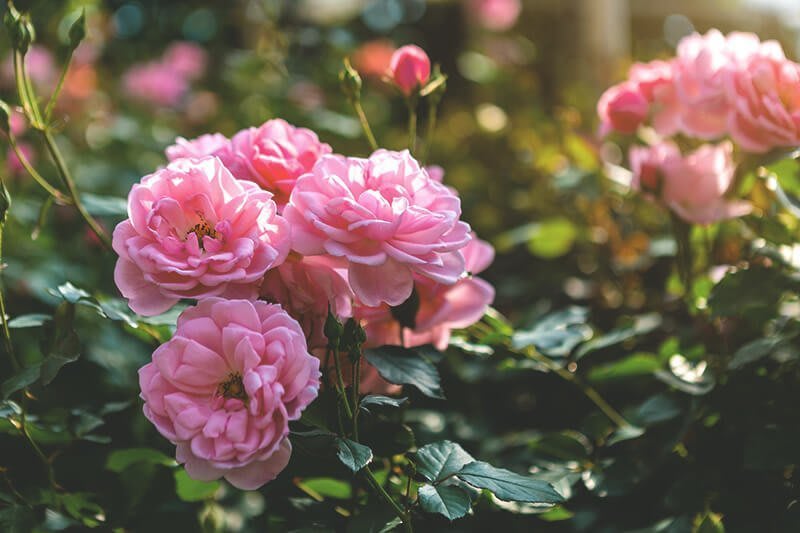 Rosane Rosenblüten