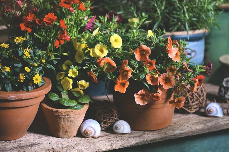 Pflanzenkübel mit bunten Blumen